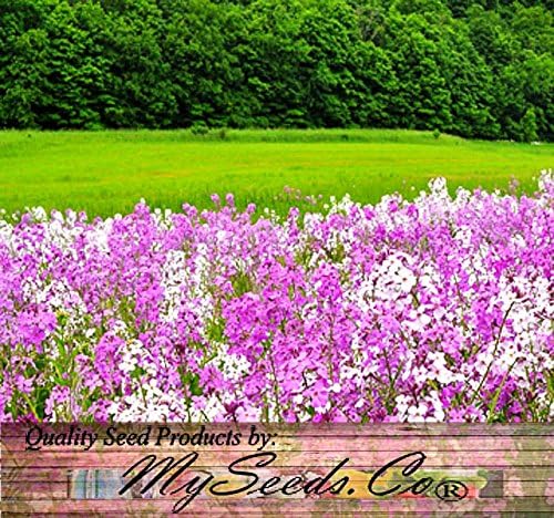 Big Pack - Dame's Rocket Seed (40,000 Seeds) - Hesperis matronalis aka Queen's Gilliflower - Edible Flower Seeds (Big Pack - Dame's Rocket)