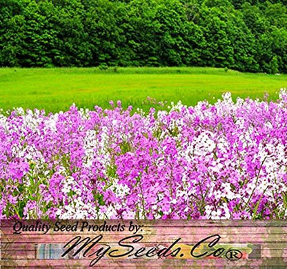 Big Pack - Dame's Rocket Seed (40,000 Seeds) - Hesperis matronalis aka Queen's Gilliflower - Edible Flower Seeds (Big Pack - Dame's Rocket)