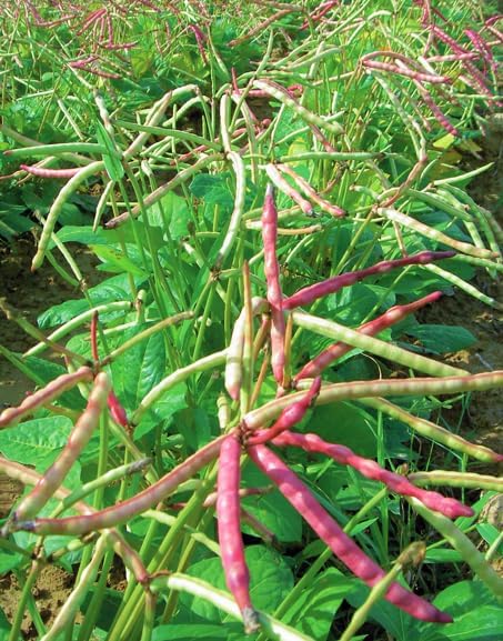 TomorrowSeeds - Top Pick Brown Crowder Cowpea Seeds - 50+ Count - for 2026 Planting Non-GMO USA Vegetable Pink Red Cowpea Field Pea Cover Crop Green Bean Grow Your Own Home Farm Patio Healthy