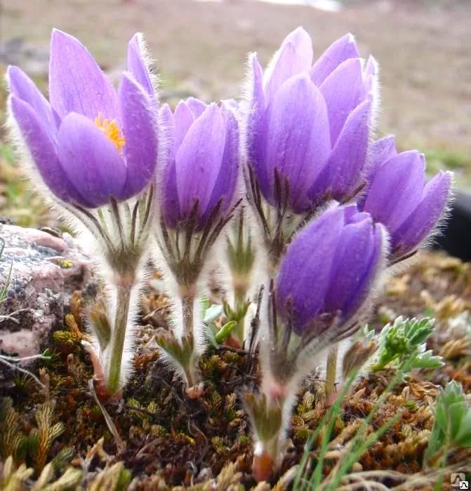 Seeds Eastern Pasqueflower 30 Seeds for Planting Prairie Crocus Perennial Plant