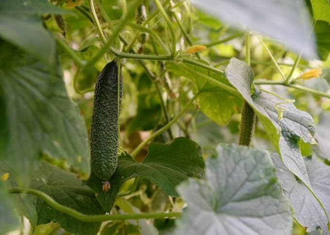 Pack of 50 Zucchini Summer Squash Seeds, Zucchini Seeds for Planting Outdoors