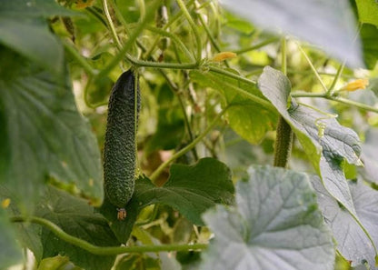 Pack of 50 Zucchini Summer Squash Seeds, Zucchini Seeds for Planting Outdoors