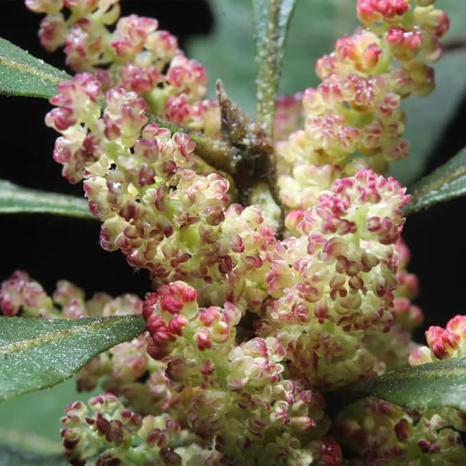 Myrica cerifera (Southern Waxmyrtle) Tree Seeds, Fragrant Foliage, Attractive Berries, Seeds by MySeeds.Co, You Choose The Amount (1 oz)