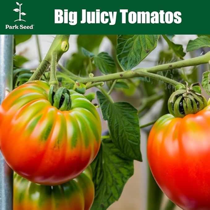 Park Seed Variety of Tomato Seeds, Planting Vegetables, Easy to Grow, Non-GMO, Perfect for Harvesting, Early Girl Hybrid, Pack of 30