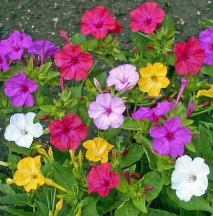 Non GMO Four O'Clock Mix Flower Seeds Mirabilis Jalapa (10 Lbs)