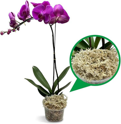 Natural Long Fiber Sphagnum Moss 1196QT for Orchid Potting Mix, and Moss Pole for Plants Indoor. Ideal for Propagating Plants, Maintaining Humidity for Reptiles, Isopods in Paludarium (22 lb)