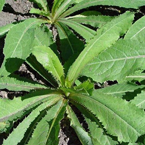 Wild Lettuce (Lactuca virosa) - Grow Now or Store for Future Planting - Capsule of 50 Seeds