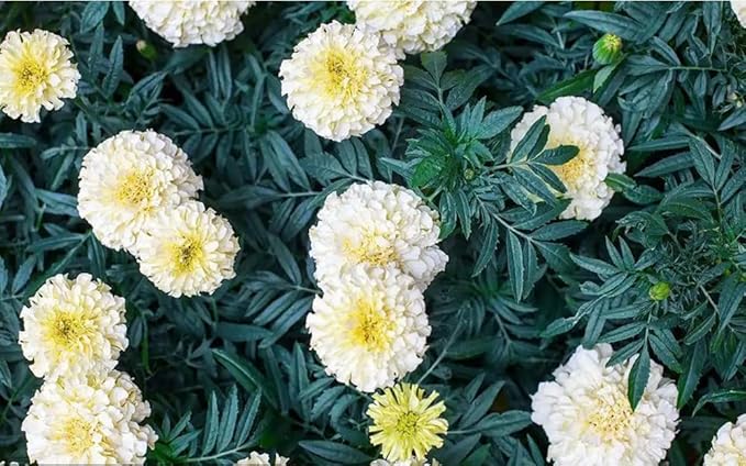 100PCS African Marigold Moonlight Seeds Double Blooms Butterflies Non-GMO Seeds