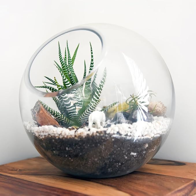 Angoily Glass Succulent Planter 3 Pack Hydroponic Flower Utensils for Indoor Outdoor Use Transparent Glass Terrarium Bowls for Small Plants Air Plant Holder for Home Garden Decor