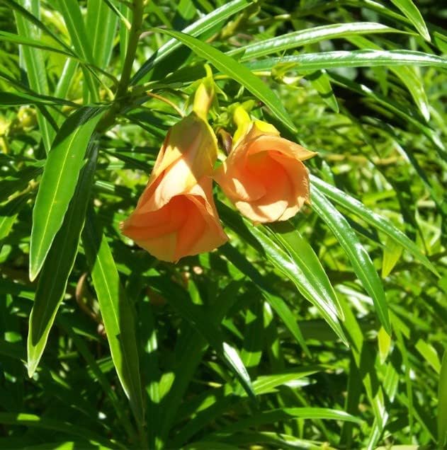 Brand, Thevetia nereifolia (Yellow Oleander Thevetia peruviana) Tree Seed, You Choose The Quantity (1/2 LB (64 Seeds))