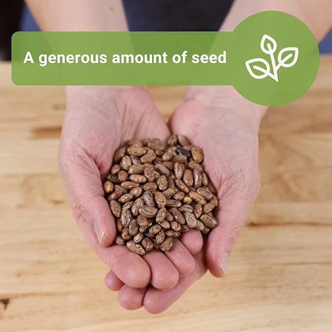 Sow Right Seeds - Bulk Rattlesnake Pole Bean Seeds for Planting - 2 Ounce, 170 Seeds - Non-GMO Heirloom Jumbo Pack with Instructions to Plant an Outdoor Home Vegetable Garden - Purple Streaked Beans