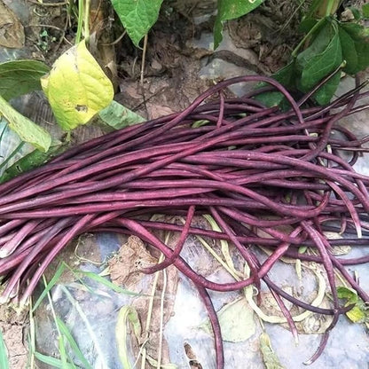 25+ Mixed Yard Long Bean Seeds Green or Purple Red Asian Chinese Long Bean Vegetable Garden Planting