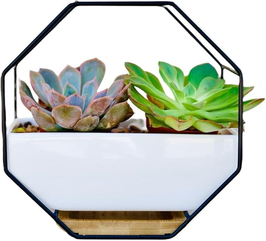 IRYL Wall Planter for Indoor Plants - Ceramic Wall Hanging Planter Set with Bamboo Tray & Hooks - Decorative Wall Plant Holder - Modern Wall Planters for Vertical Garden Home Decor - Black