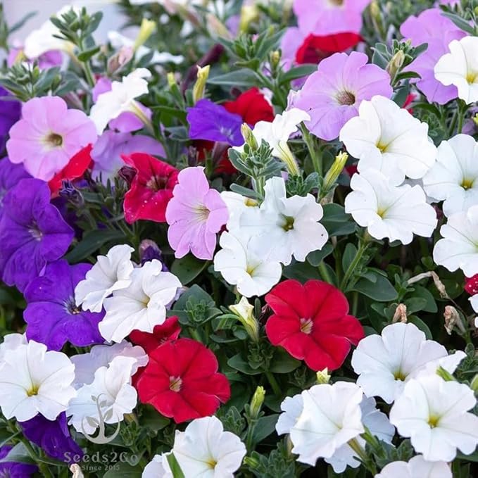 Dwarf Mix Petunia Flower Seeds, Pack of 20,000+ Seeds by Seeds2Go