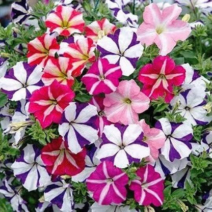 Seeds Petunia Starfall F1 Mix - Annual Flowers for Planting - GMO Free