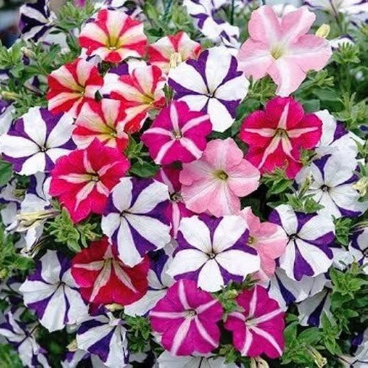Seeds Petunia Starfall F1 Mix - Annual Flowers for Planting - GMO Free