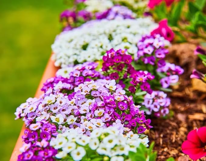 200+ Mix Sweet Alyssum Seeds Groundcover Flowers Garden Planting
