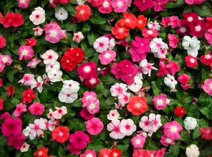 100PCS Mixed Vinca Minor Seeds Periwinkle Home Garden Seeds Heirloom Flower Seeds