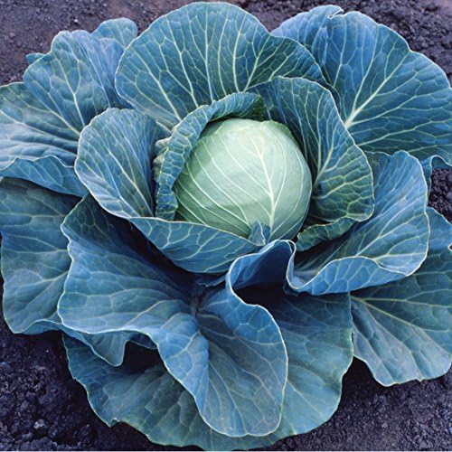 Park Seed Stonehead Hybrid Cabbage Seeds, Tender and Rich, Pack of 100