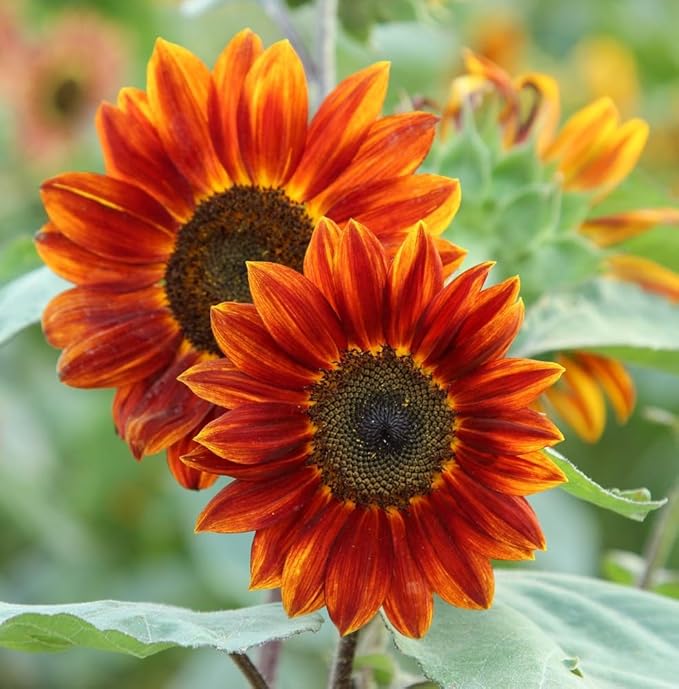 Seed Packets for Planting Autumn Beauty Sunflowers in Home Outdoor Garden - Heirloom Non-GMO Flower Seed Packets