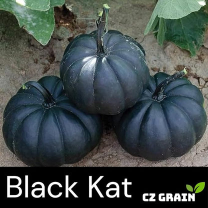 Exotic Black Kat Pumpkin Seeds for Planting (10 Seeds) – Deep Black, Smooth-Skinned Pumpkins – Rare Decorative Variety for Fall Gardens, Halloween Displays & Autumn Décor