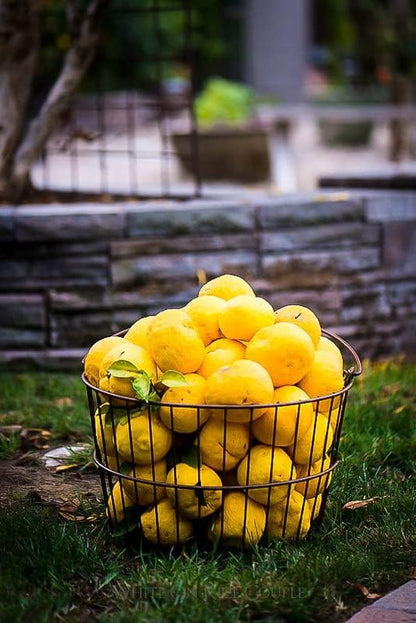 Gardenera's Citron Tree Soil Mix - The Perfect Blend of Quick-Draining Formula, Essential Nutrients for Healthy, Productive Citrus Medica Trees - [2 Quart Bag]