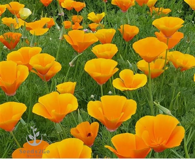Orange California Poppy Seeds, 1 Oz Pack, 20,000+ Native Seeds by Seeds2Go