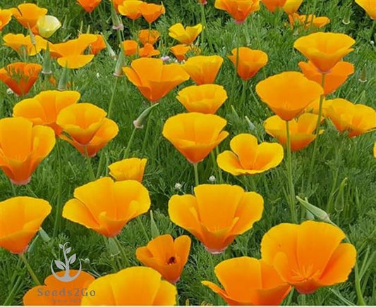 Orange California Poppy Seeds, 1 Oz Pack, 20,000+ Native Seeds by Seeds2Go