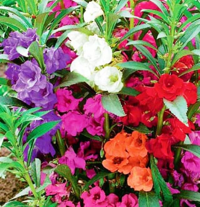 Seeds Balsam Camellia Flowered Mix - Impatiens balsamina - Annual Flowers for Planting - GMO Free