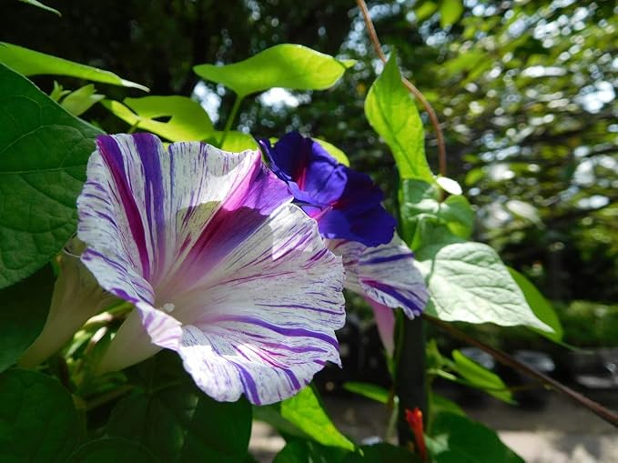 Seeds Morning Glory Harlequin Mix Annual Flowers