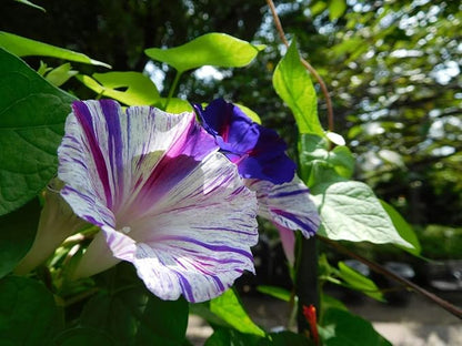 Seeds Morning Glory Harlequin Mix Annual Flowers