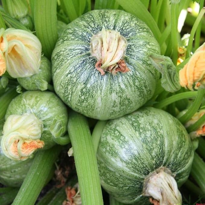 Seeds Round Zucchini Light Green Courgette Non GMO Heirloom