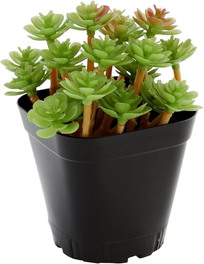 Juvale Square Nursery Pots - Seedling Planters with Drainage Holes - Versatile Pots for Plants & Succulents - Space-Saving Stackable Planters - 2.6 in, Pack of 300, Black