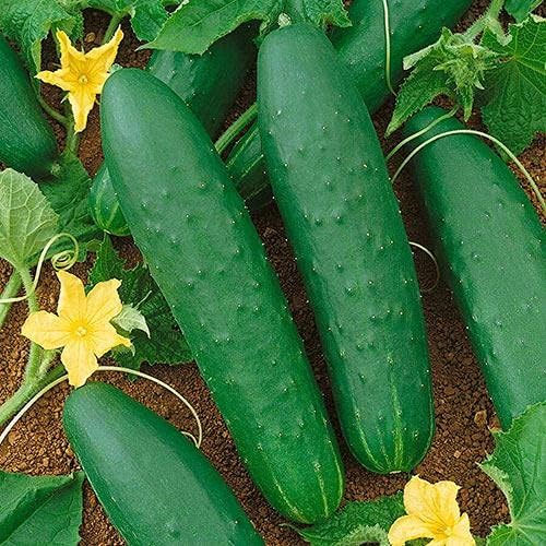 Park Seed Variety of Cucumber Seeds, Planting Cucumbers, Vegetable Seeds, Easy to Grow, Non-GMO, Perfect for Harvesting, Double Yield Organic, Pack of 30