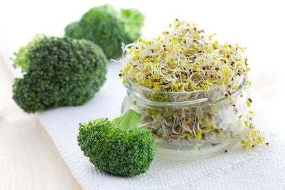 Todd’s Seeds - Calabrese Broccoli Sprouting Seeds, 1 lb - High in Sulforaphane, Non-GMO, Heirloom Variety - Bulk Seeds for Nutrient-Rich Sprouts & Home Gardening (Chemical Free - Better than Organic!)