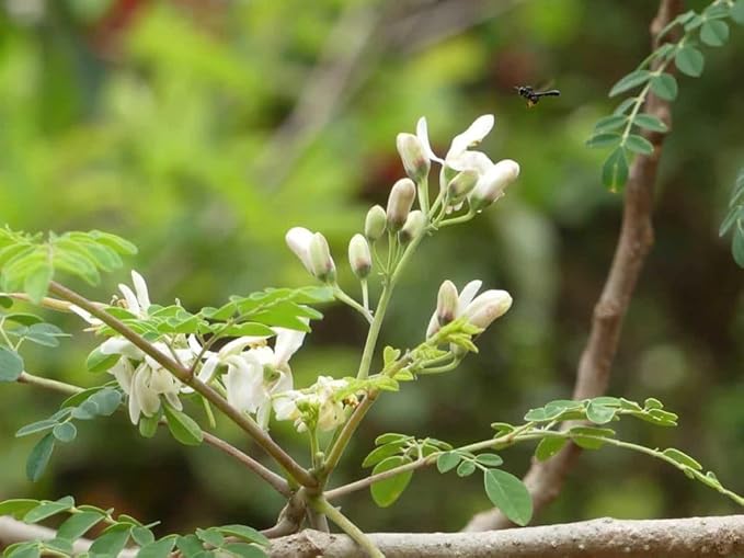 Indian Moringa Seeds High-Yield Drumstick Seeds for Home Garden, Terrace Gardening, Organic Vegetable Farming, Easy to Grow, Fast Germination, Suitable for Pots and Outdoor Planting (Pack of 15)