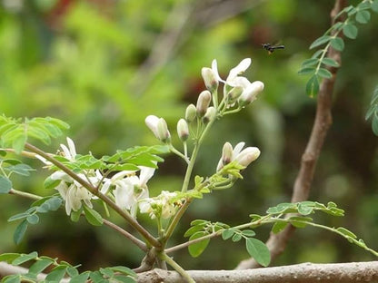 Indian Moringa Seeds High-Yield Drumstick Seeds for Home Garden, Terrace Gardening, Organic Vegetable Farming, Easy to Grow, Fast Germination, Suitable for Pots and Outdoor Planting (Pack of 15)