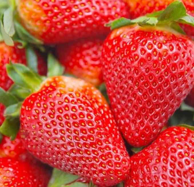 Red Climbing Strawberry Seeds Garden Fruit Seed Sweet and Delicious Everbearing Fruit Plant Home Garden 250Pcs