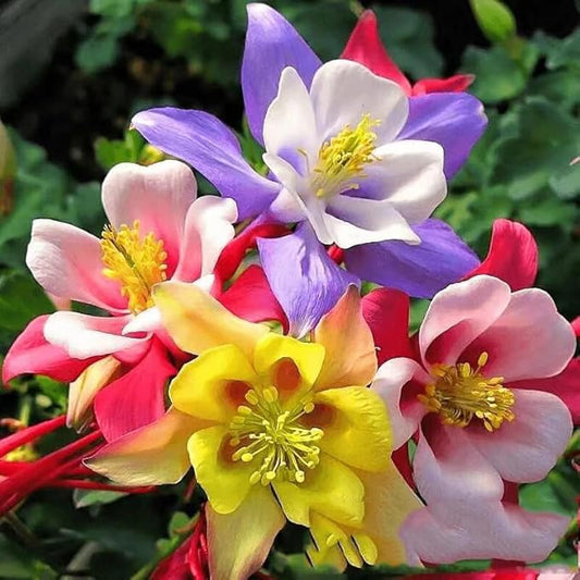 1000 Columbine Seeds (Aquilegia) – Perennial Non-GMO Flower Seeds That Attract Hummingbirds, Bees & Butterflies for Gardens, Borders, Cut Flowers & Pollinator Beds
