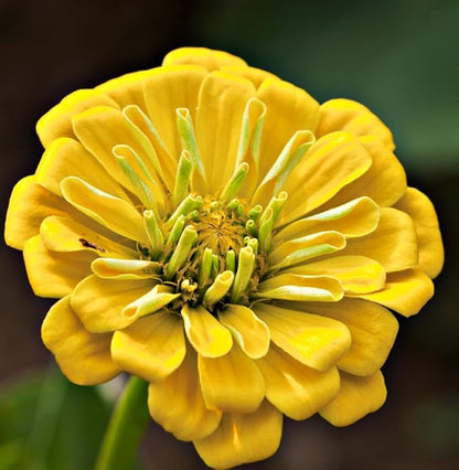 Yellow Zinnia Seeds - 100 Heirloom Seeds for Planting Zinnia elegans - Grow Annual Open Pollinated Flowers for a Butterfly Garden