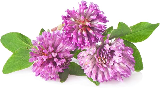 Todd's Seeds Red Clover Seeds, Non-GMO, Chemical Free, High Germination (One Pound)