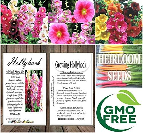 Big Pack - Hollyhock Single Mix Seed (3,000 Seeds) - Alcea rosea Heirloom Seeds - White to Dark red, Including Pink, Yellow and Orange Edible Flower Seeds (Big Pack - Hollyhock Mix)