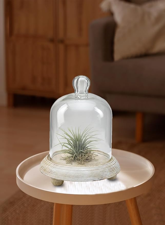 Serene Spaces Living Curio Glass Dome with Natural Wooden Base, Airplants, Flower Blooms, Accessories, Photos, Candles, Dessert Display, Home, Office Decor, Gift Idea - 6" Diameter & 7.5" Tall