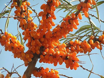 50PCS Sea Buckthorn Seeds Hippophae Rhamnoides Perennial Shrub Seeds Edible Fruit Tree Seeds Easy Grow Outdoor Indoor