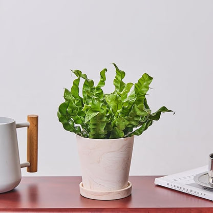 4 in Flower Planters Indoor, Modern Red Terra Cotta Plant Pot, Succulents Containers with Drain Hole Saucer, Decorate Home, Office, Outdoor/Garden Plants