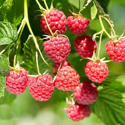 1500Pcs Mix Fruit Seeds for Planting-6 Varieties Including 400 Strawberry 200 Blueberry 300 Raspberry 300 Mulberry 200 Cranberry and 20 Cherry