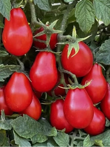 100PCS Red Pear Cherry Tomato Seeds Garden Vegetable Seeds