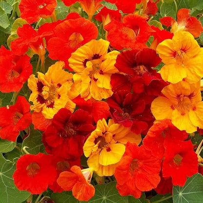 Outsidepride Jewel Mix Nasturtium Seeds - 5 lbs. Annual, Easy to Grow & Versatile, Flower Seeds for Planting Vibrant Blooms, Ideal for Gardens, Borders, and Pollinator Gardens
