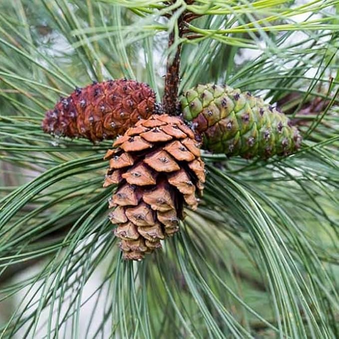 Pinus Ponderosa (Ponderosa Pine) Tree Seeds, Resilience and fire Adaptation, Seeds by MySeeds.Co, You Choose The Amount (Trial Size)