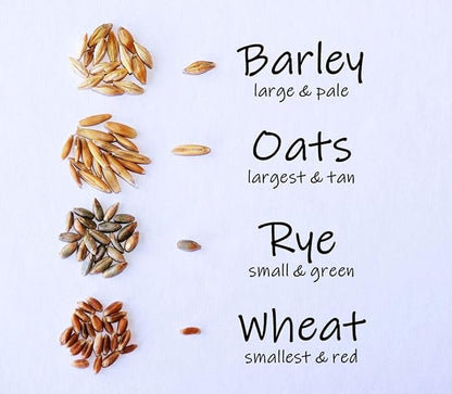 Simple Cat Grass Blend | 100% US Organic + 4 Popular Seeds | Wheat, Barley, Oats, Rye Mix Combo | Show Your Love with a Healthy Pet Snack Treat (6 Ounce ~4800 Seeds)